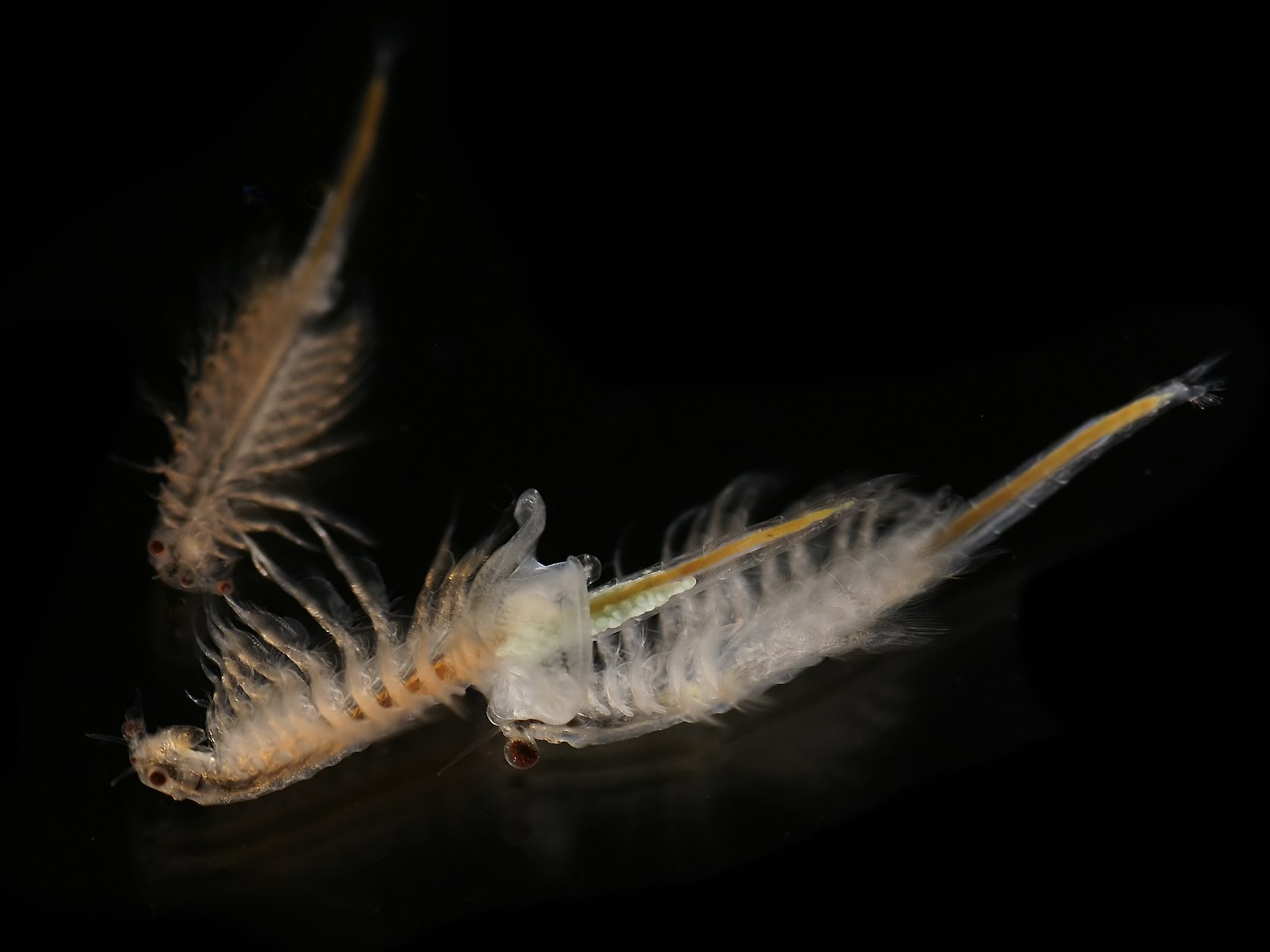 High-resolution microscopic view of Artemia salina brine shrimp showing detailed body structure