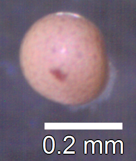 Premium quality Artemia salina cysts showing detailed structure and viability