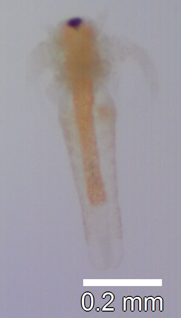 Artemia salina larva microscopic view showing development stages and nutrition requirements