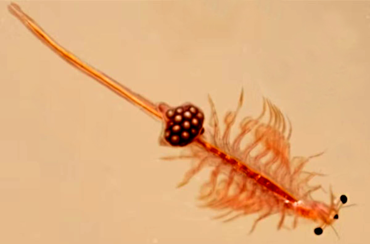 Adult Artemia salina brine shrimp showing detailed body structure and swimming appendages